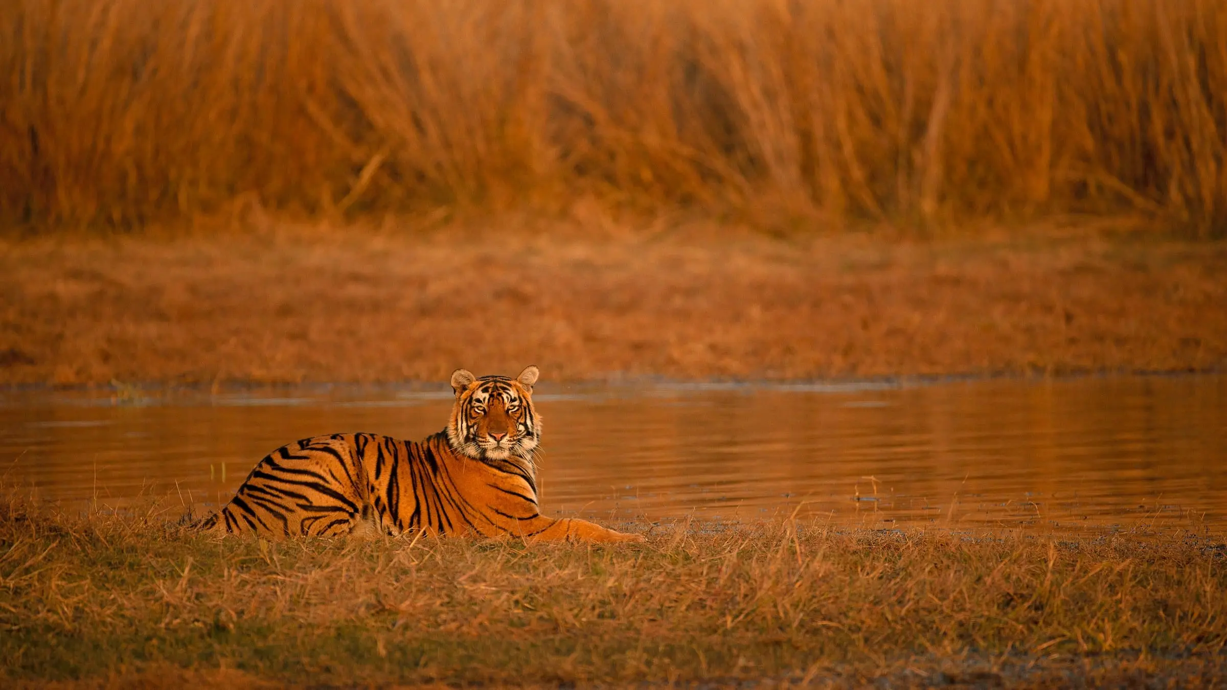A tiger resting on the grass at the water's edge in golden evening light, Ranthambore National Park