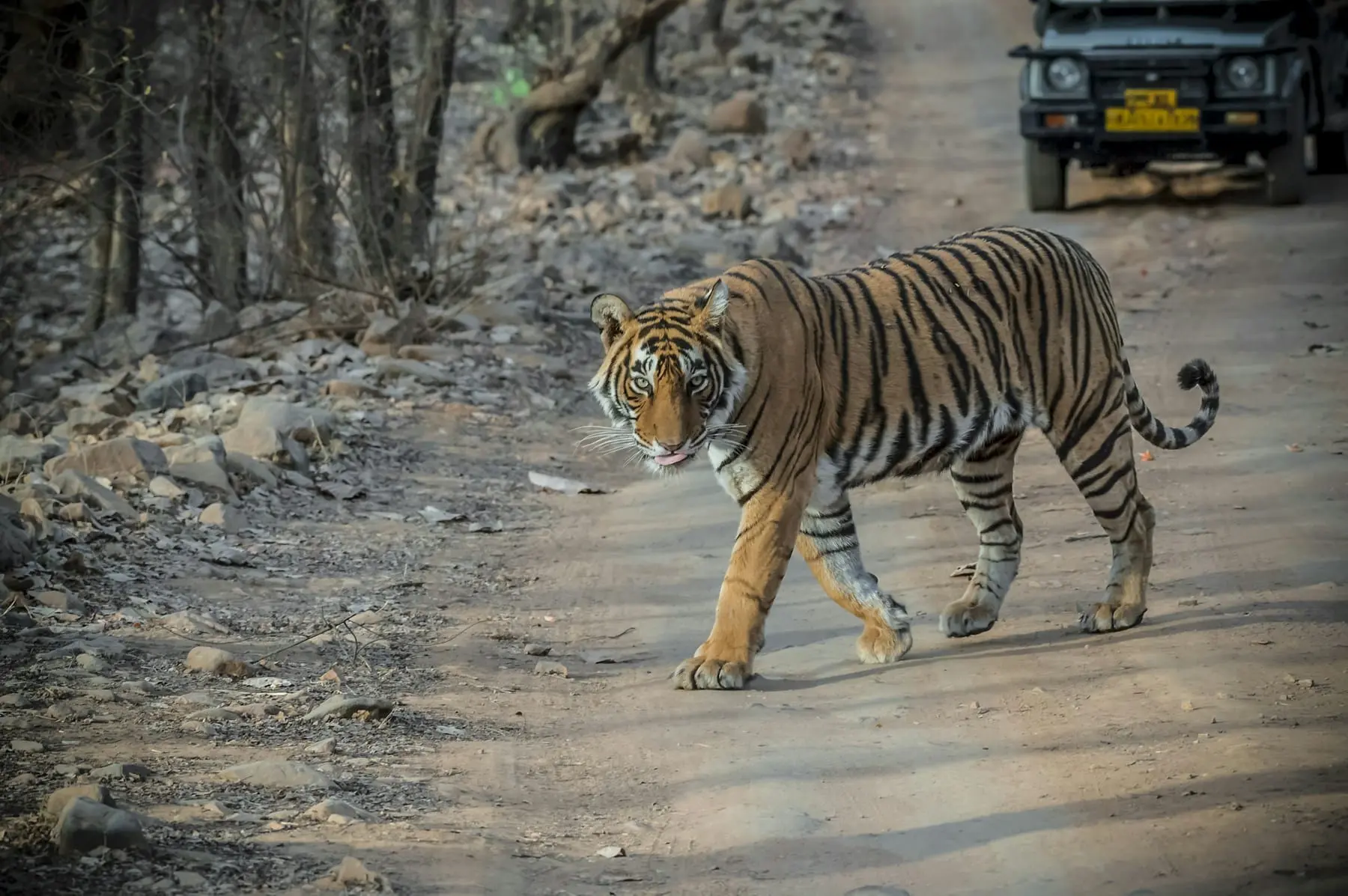 A tigress walking along a dirt track in Ranthambore National Park, with a safari vehicle behind her
