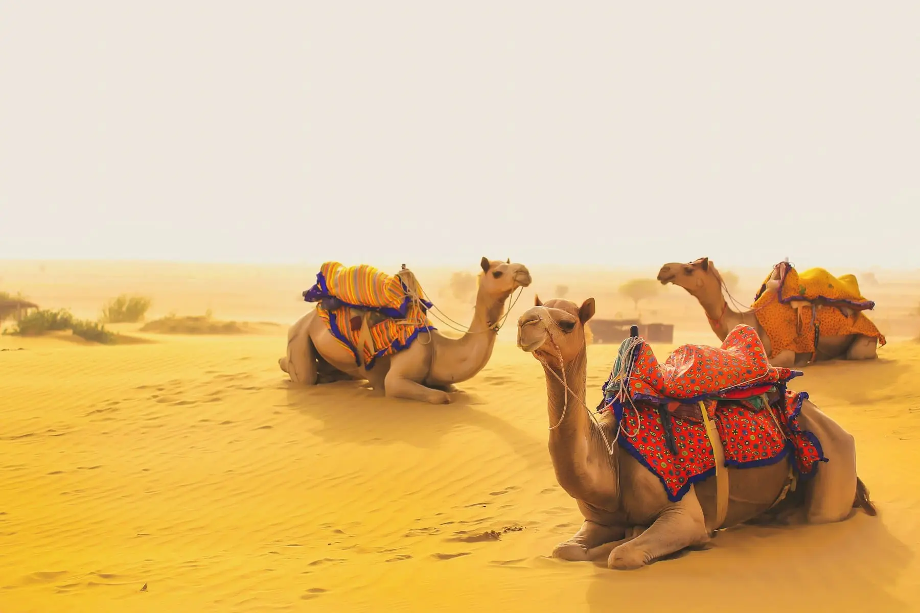 Camels with colourful saddles resting on the sand dunes near Jaisalmer